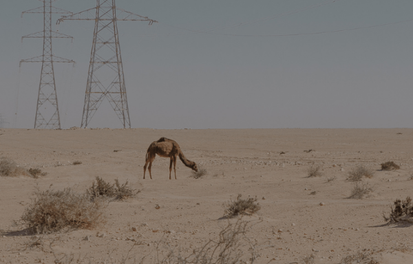 Statement des Westsahara Netzwerks zum EuGH-Urteil zum Handels- und Fischereiabkommen zwischen EU und Marokko